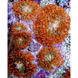 Rhodactis osculifera (Red) 1 head