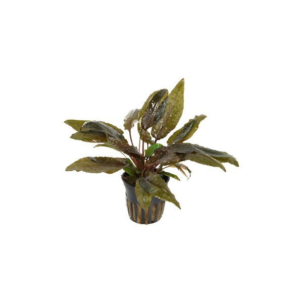 CRYPTOCORYNE WENDTII (BRUIN) PE