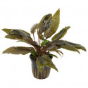 CRYPTOCORYNE WENDTII BROWN