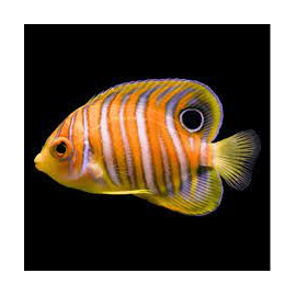 Pygoplites diacanthus