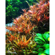 Rotala rotundifolia 'H'ra' Aquaflora