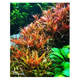 Rotala rotundifolia 'H'ra' Aquaflora
