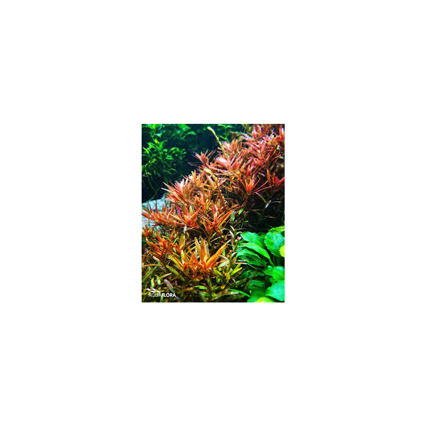 Rotala rotundifolia 'H'ra' Aquaflora