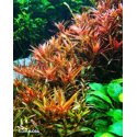 Rotala rotundifolia 'H'ra' Aquaflora