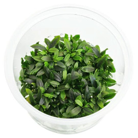 Bucephalandra sp. 'Maia' - In Vitro Cup Aquaflora