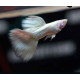 Guppy Macho Platino