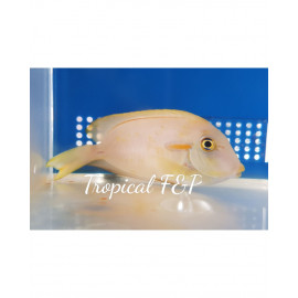 Acanthurus olivaceus juvenil Tiny