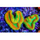 Lobophyllia spp. Rainbow XXL
