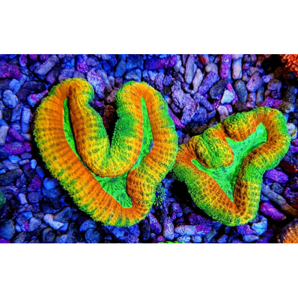 Lobophyllia spp. Rainbow XXL
