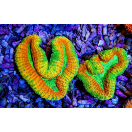 Lobophyllia spp. Rainbow XXL
