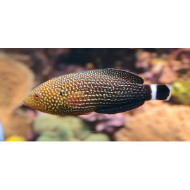 Anampses lineatus L