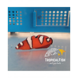 Coris formosa juvenil L