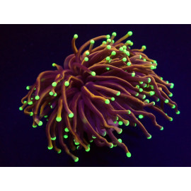 euphyllia glabrescens NY Nicks