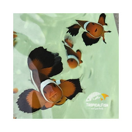 AMPHIPRION Ocellaris Velo