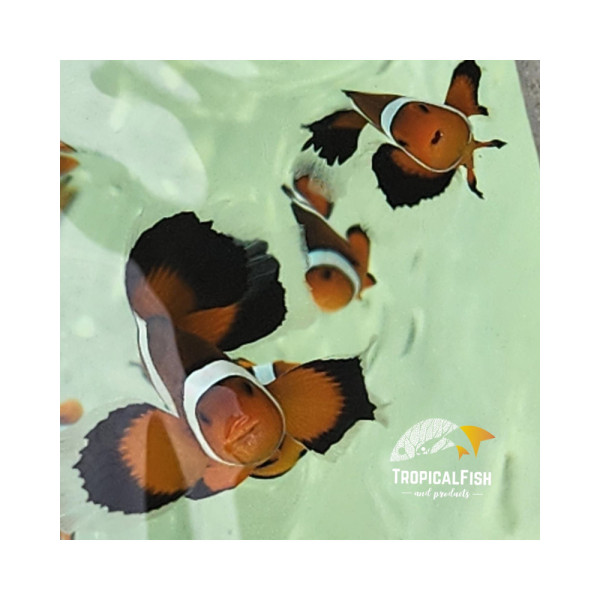 AMPHIPRION Ocellaris Velo