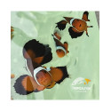 AMPHIPRION Ocellaris Velo