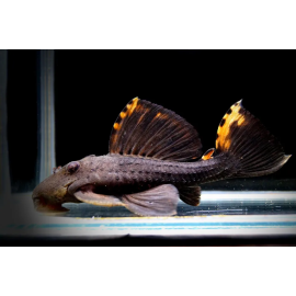 L091 LEPORACANTHICUS TRIACTIS