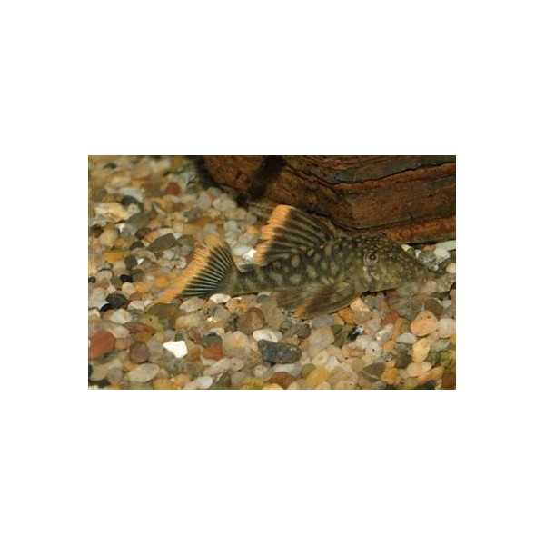 L106 HEMIANCISTRUS GUAHIBORUM