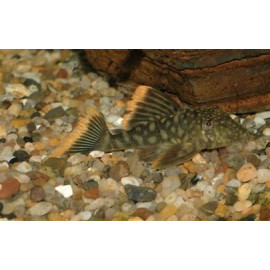 L106 HEMIANCISTRUS GUAHIBORUM