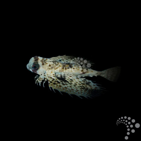 Dactyloptena orientalis