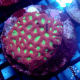 goniastrea moon red and green M