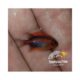 Neoglyphidodon crossi