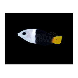 Hemigymnus melapterus M