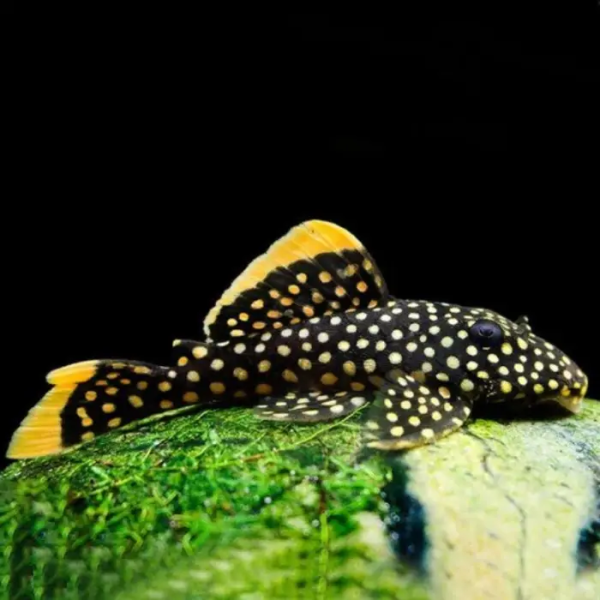 BARYANCISTRUS XANTHELLUS L018 BARYANCISTRUS GOLDEN NUGGET M