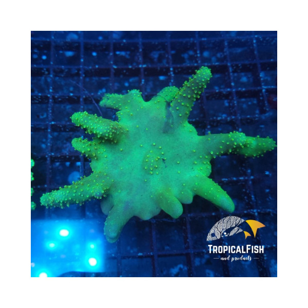 LOBOPHYTUM SP FINGER