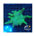 SINULARIA FLEXIBILIS VERD FLUOR ML (SINULARIA FLEXIBILIS)