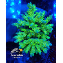 Acropora all star 
