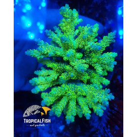 Acropora all star