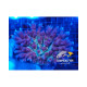 Acropora all star