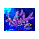 Acropora all star
