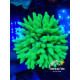 Acropora all star