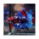 Betta mascle plakat galaxia