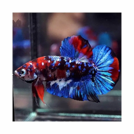 Betta macho plakat galaxia thai