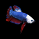 Betta macho plakat galaxia thai