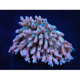 Acropora dendrum frag CITES: 25NL334350/11