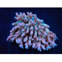 Acropora dendrum frag 