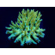 Acropora dendrum frag