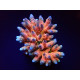 Acropora millepora rainbow ML