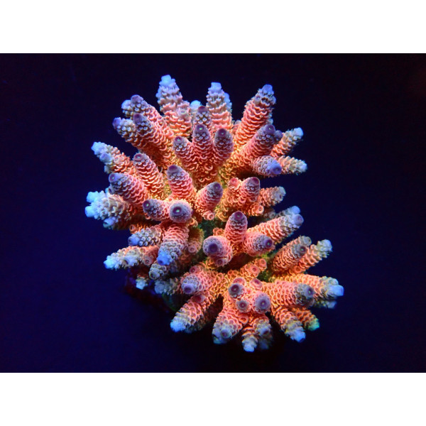 Acropora millepora rainbow ML