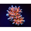 Acropora millepora rainbow ML 