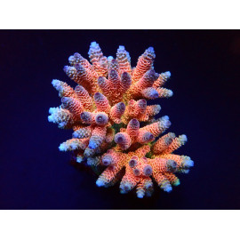 Acropora millepora rainbow ML