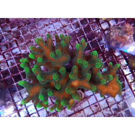 SERIATOPORA CALIENDRUM