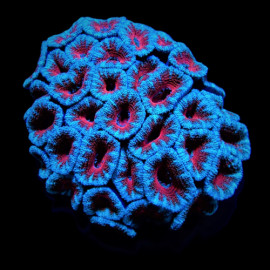 Acanthastrea lordhowensis (Red) CITES: 23NL317020/11(DJM)