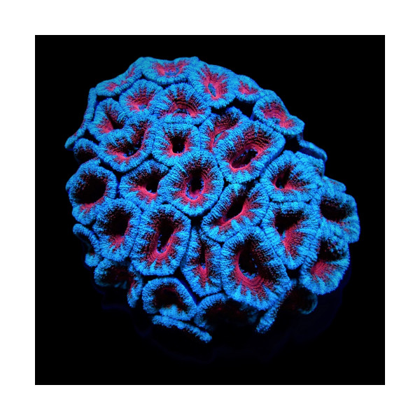 Acanthastrea lordhowensis (Red)