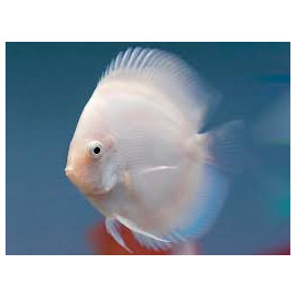 Discus deluxe Snow White L