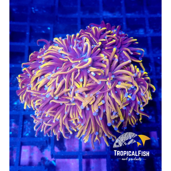 Euphyllia glabrescens 24K Extreme L